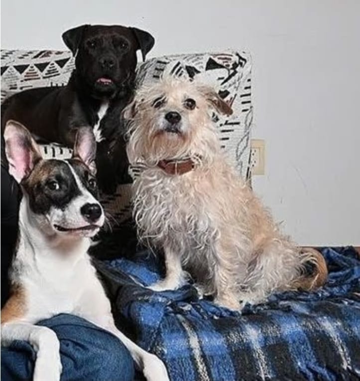 Los 3 compadres con cobijas nuevas