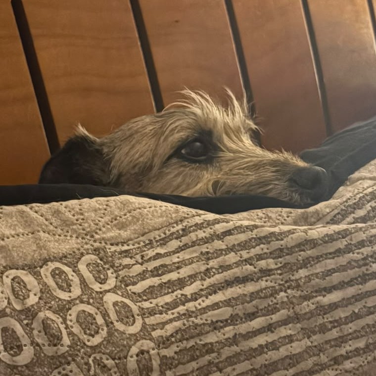 La tímida Lola
