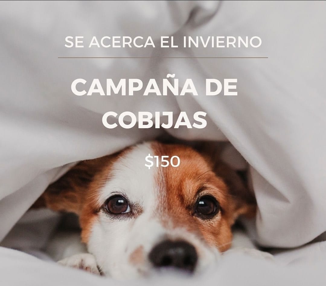 Campaña de cobijas de invierno: perrito bajo una cobija, $150